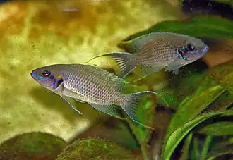 Neolamprologus olivaceous couple en aquarium.