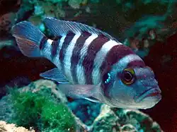 Neolamprologus sexfasciatus.