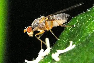 Description de l'image Neoleria.inscripta2.-.lindsey.jpg.