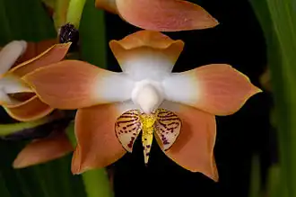 Description de cette image, également commentée ci-après