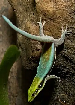 Phelsuma klemmeri