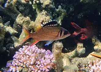 Neoniphon opercularis