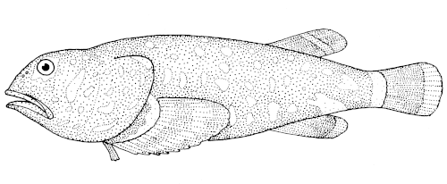 Neophrynichthys latus.