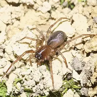 Description de l'image Neoramia setosa.jpeg.