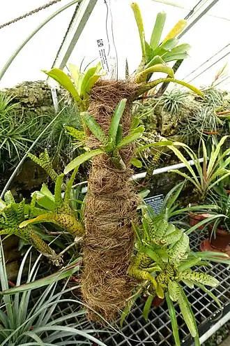 Description de l'image Neoregelia ampullacea - Lyman Plant House, Smith College - DSC01966.jpg.