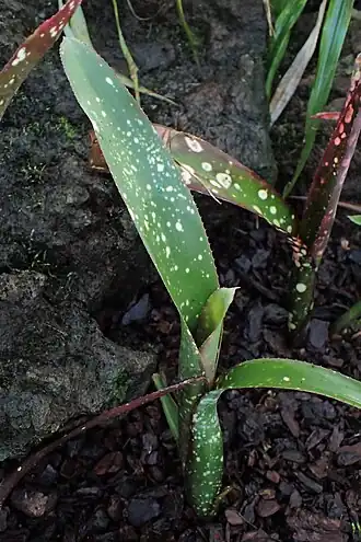 Description de l'image Neoregelia chlorosticta kz01.jpg.