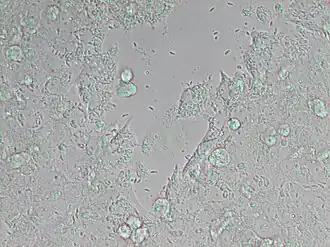 Description de l'image Neospora caninum (5256961091).jpg.
