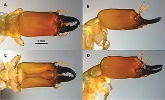 Larve de Neotermes aburiensis : tête.