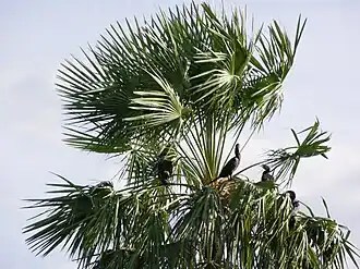 Description de cette image, également commentée ci-après