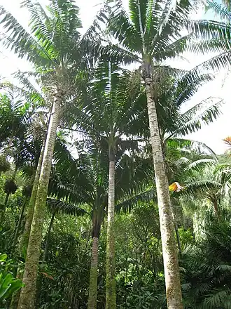 Neoveitchia storckii.