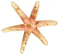 Nepanthia belcheri (par Clark, 1938)