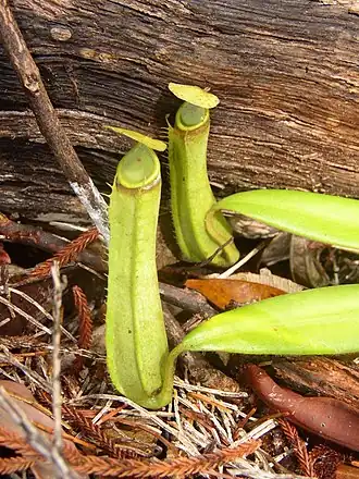Description de l'image Nepenthes albomarginata.jpg.