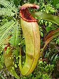 Plante carnivore Nepenthes bokorensis