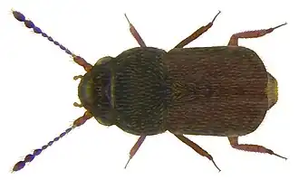 Description de l'image Nephanes titan (Newman, 1834) (3727601674).jpg.