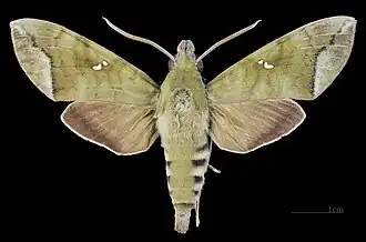 Face dorsale du mâle(coll. MHNT)