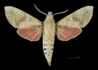 Face dorsale du mâle(coll.MHNT)