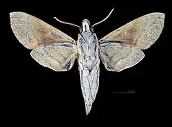 Face ventrale du mâle(coll.MHNT)