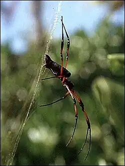 Néphile des Seychelles, femelle sur sa toile dorée.
