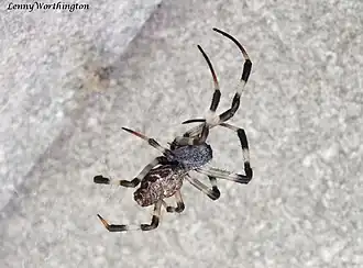 Description de l'image Nephilengys malabarensis (Walckenaer, 1841 (16777896949).jpg.