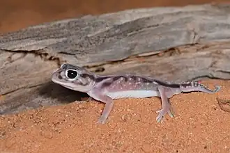 Description de l'image Nephrurus deleani 124560317.jpg.