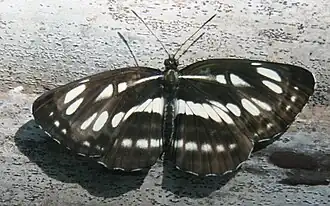 Description de cette image, également commentée ci-après