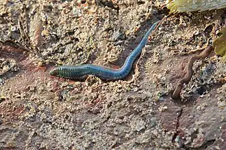 La grande gravette et la gravette rouge font partie de la biodiversité de la baie.