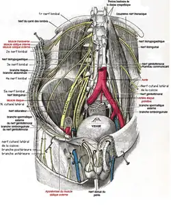 Rapports du nerf fémoral au niveau abdominopelvien.