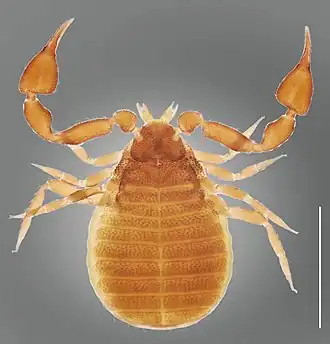 Description de l'image Nesocheiridium onevai (10.3897-zookeys.927.49351) Figure 4 (cropped).jpg.