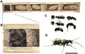 A. Nid, dont les cellules sont séparés par des fines parois en soie. B – Nid terminé par une cellulaire vestibulaire remplie de fourmis. C – Détail d'une cellule vestibulaire. D – Femelle adulte de D. ossarium.