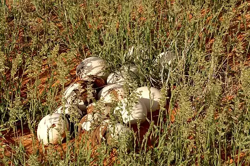 Une couvée abandonnée dans leur nid au Kalahari.