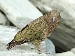 National Parc, Nouvelle-Zélande