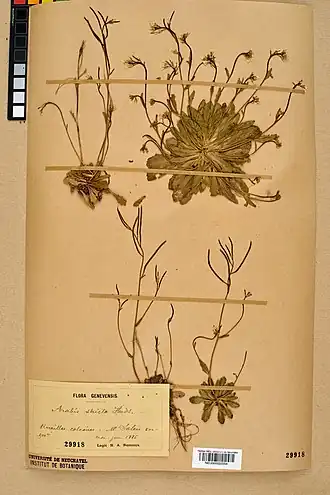 Description de l'image Neuchâtel Herbarium - Arabis scabra - NEU000022554.jpg.