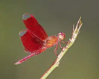 Anisoptère neurothemis fulvia mâle