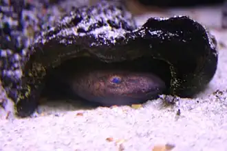 Description de l'image Neuse River Waterdog (2351528627).jpg.