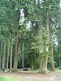 Pique nique dans la forêt.