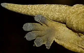 Doigts d'un Gecko géant