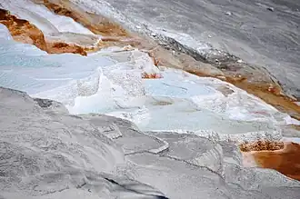 New Canary Spring du parc national de Yellowstone aux États-Unis.
