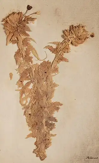 Description de l'image New Zealand Mosses Am media-v-838736 (Sphagnum cristatum).jpg.