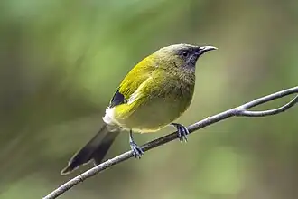 Un Méliphage carillonneur mâle