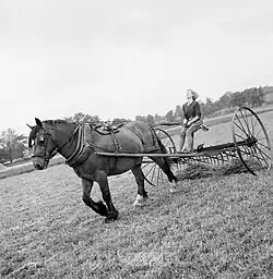 Râteau à décharge intermittente (râteleuse), une land girl (Women's land army) s'essaie à sa conduite, Angleterre, 1942