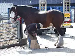 Shire de robe baie sabino avec marquage blanc sur le corps, au ferrage.