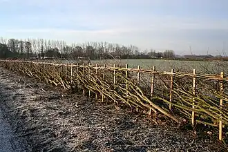 Image illustrative de l’article Haie vive tressée