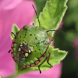 Nezara viridula, juvénile stade V. Ébauche des ailes