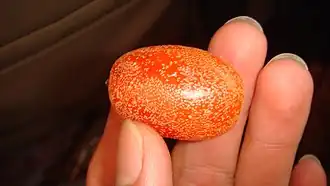 Description de l'image Nhót.jpg.