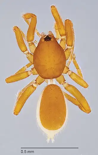 Description de l'image Niarchos normani (10.3897-evolsyst.1.14969) Figures 30–33 (cropped).jpg.