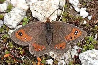 Description de l'image Nicholl's ringlet (Erebia rhodopensis) Bulgaria.jpg.