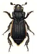 Nicrophorus germanicus