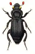 Nicrophorus humator