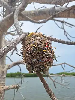 Nid d'oiseau tissé avec du plastique à l'Aire Marine Protégée de Joal-Fadiouth