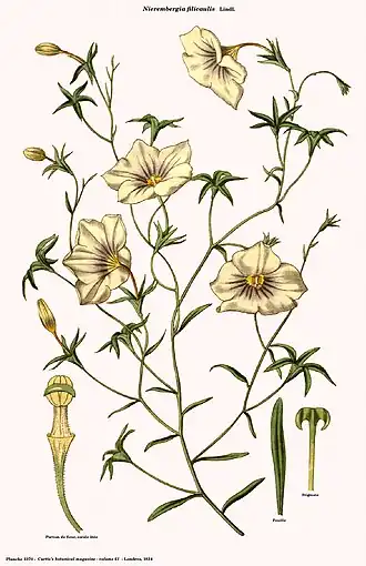 Description de l'image Nierembergia filicaulis (Curtis).jpg.